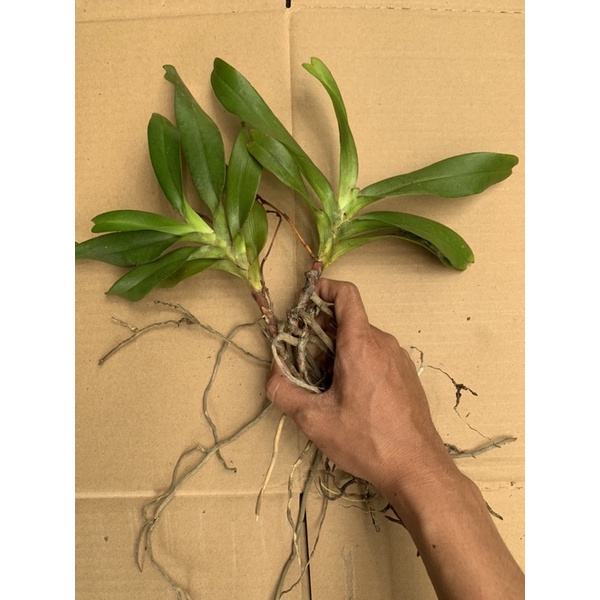 Lan Tam Bảo Sắc Rừng 1 Cây