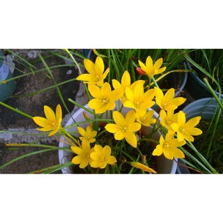 Set 10 củ huệ mưa Citrina - vàng đậm, siêu siêng hoa , (size củ : size hoa như ảnh cuối)