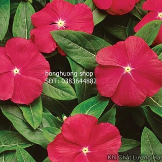 Hạt giống hoa dừa cạn lùn F1 đỏ cam gói 0.02gam