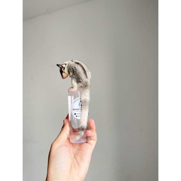 Xịt Diệt Khuẩn, Khử Mùi Cho Sóc Bông, Sóc Đất, Sóc Bay Úc,...