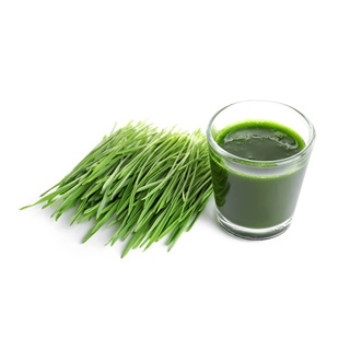 Shop 1k - Hạt Giống Cỏ Lúa Mì Đỏ Cỏ Mèo Wheatgrass (A2.205| W20*V34)