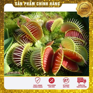 Hạt giống cây Bắt Ruồi + Diệt Côn Trùng ( 4- 5 hạt)