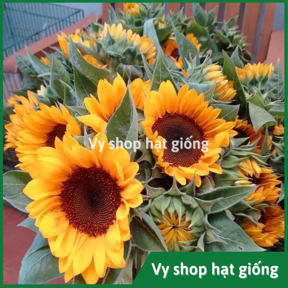 Hạt giống hoa hướng dương cắt cành Sakata gói 10 hạt