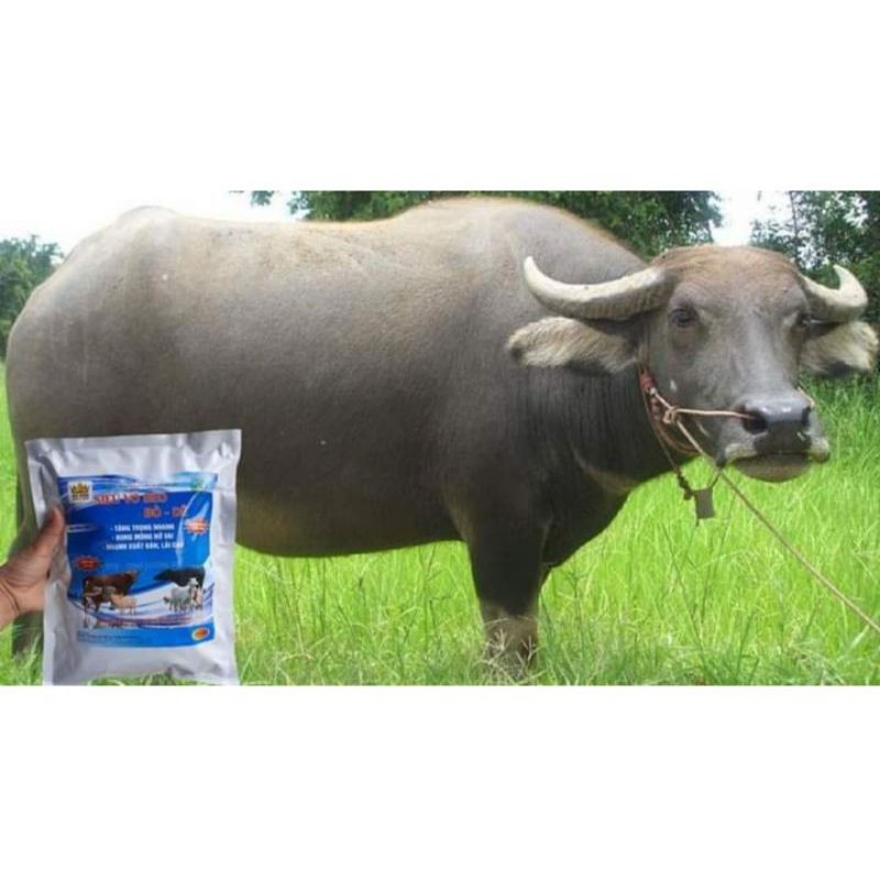 SIÊU VỖ BÉO BÒ DÊ