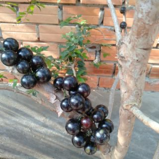 Nho thân gỗ tứ quý