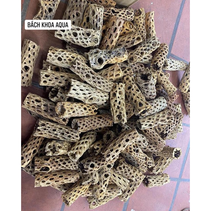 Lũa Cholla đủ size cho bể cá tép thủy sinh