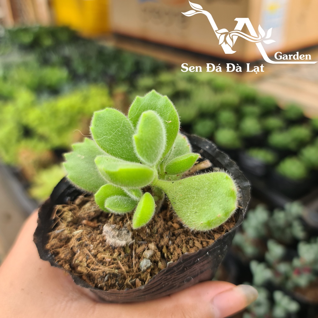 Sen Đá TAY GẤU size bầu 5-8cm VA Garden - lỗi 1 đổi 1