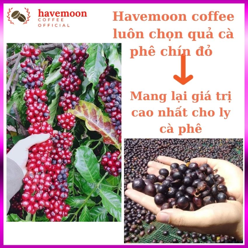Cafe Robusta Cà Phê Nguyên Chất  Rang Mộc 100% Pha Phin, Pha Máy Gu Mạnh,Vị Đắng Mạnh, Đậm Đà Tinh tế, Ngọt Ngào R05 | BigBuy360 - bigbuy360.vn