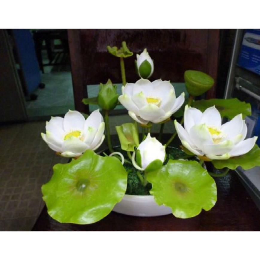 3A Sen Mini Full Màu Tự Chọn Màu Sen Nhật Mini dế trồng tặng kích mầm và kích thích sinh trưởng