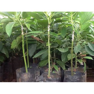 Cây Giống Bơ Sáp