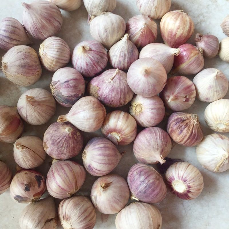 K -  Tỏi cô đơn Ninh Thuận