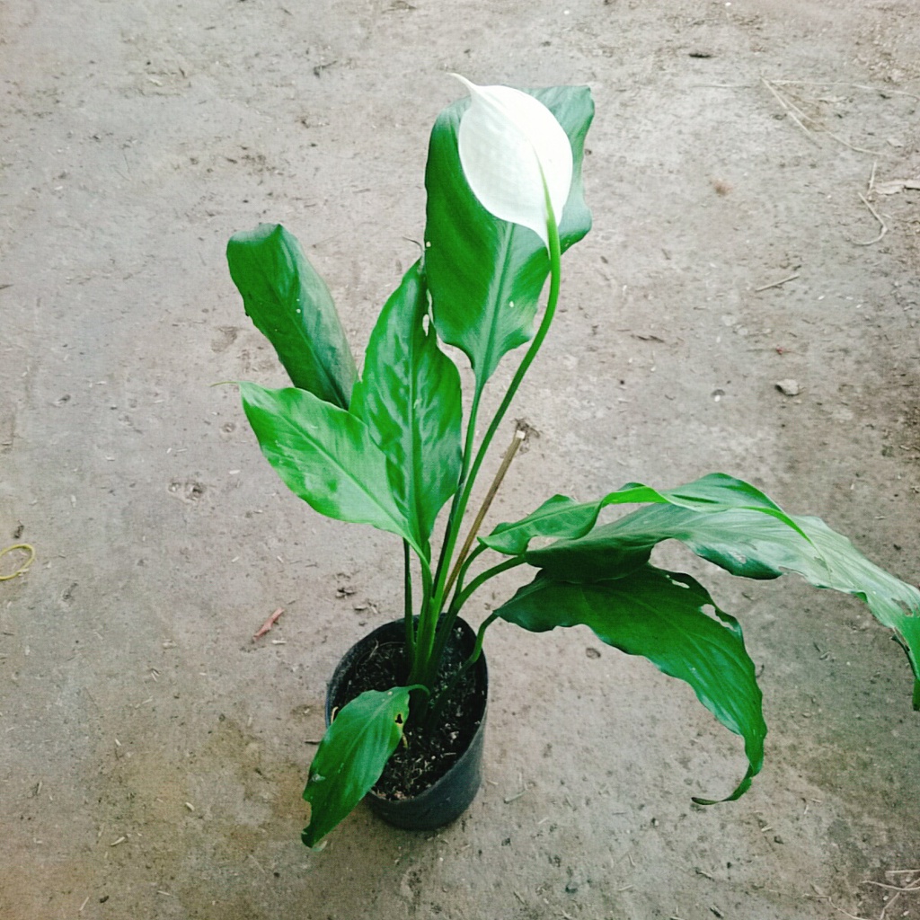 Cây lan ý - Cây cảnh mini