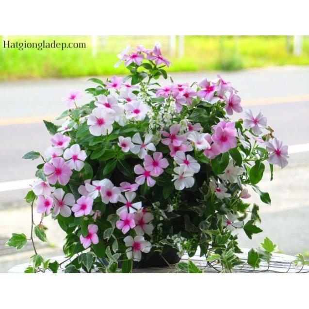 hạt giống hoa dừa cạn rủ mix  (50 hạt )