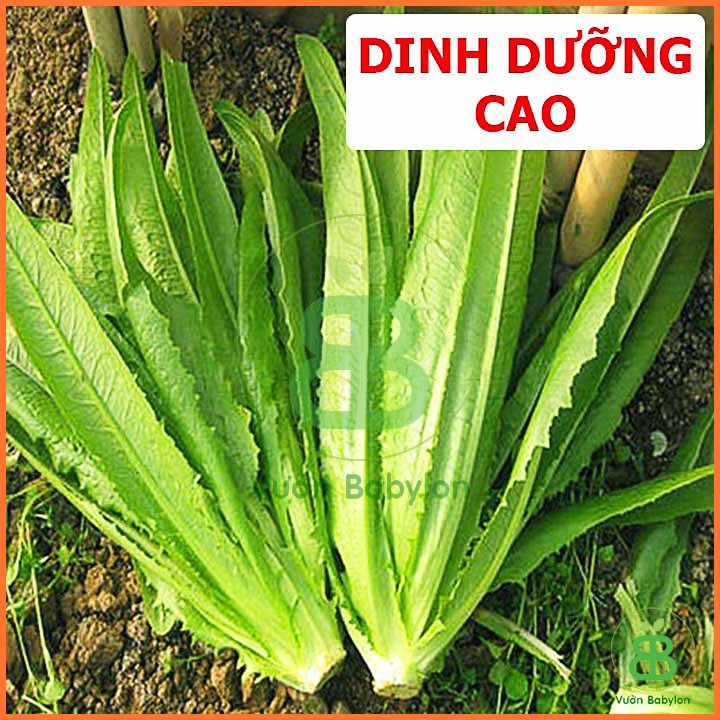 Hạt giống Xà Lách Lá Nhọn(Rau Diếp Thơm) 10G