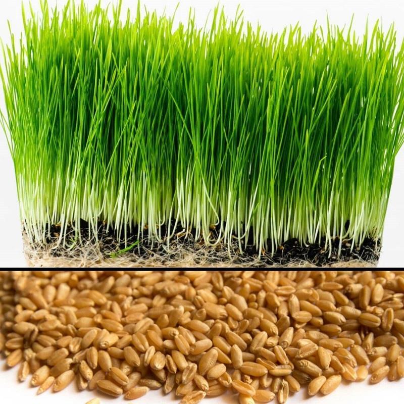 HẠT GIỐNG CỎ LÚA MÌ, LÚA MẠCH - CỎ MÈO, WHEAT GRASS (1kg)