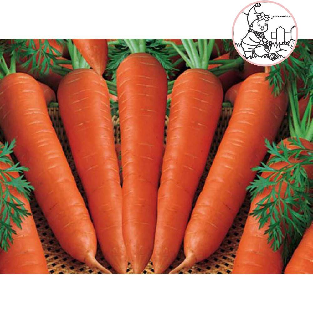 HẠT CÀ RỐT SHIN KURODA - GÓI 5 GRAM