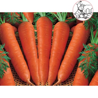 HẠT CÀ RỐT SHIN KURODA - GÓI 5 GRAM