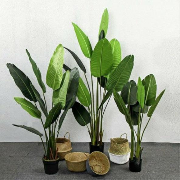 Cây chuối giả cảnh 1.2 met lá lụa tặng kèm chậu nhựa giỏ cói
