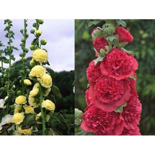 Hạt Giống Hoa Mãn Đình Hồng Kép Đỏ Nhung - Gói 1gram