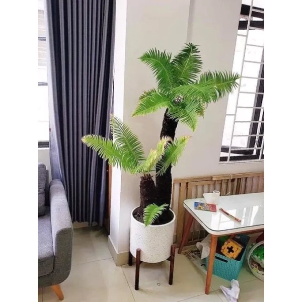 dương xỉ thân gỗ lùn mini (củ giống tặng hom giống trầu bà leo)
