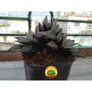Sen đá kim cương 2 đầu | Haworthia Big Atrofusca Mutant Watermelon 9.5cm cluster 2 heads