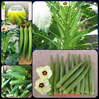 HẠT GIỐNG ĐẬU BẮP LAI ẤN ĐỘ TN2