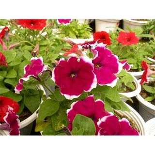 HẠT GIỐNG HOA DẠ YẾN THẢO VIỀN MIX MÀU GÓI 25 HẠT