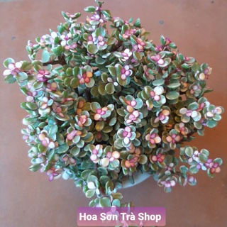 Cây ĐÔ LA ANH ĐÀO.