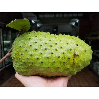 TẶNG 1 GÓI HẠT GIỐNG_COMBO 5 CÂY GIỐNG MÃNG CẦU XIÊM 145K