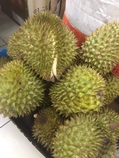 Sầu ri6 cơm vàng