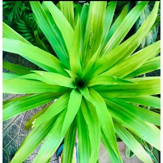 lá thiết mộc lan