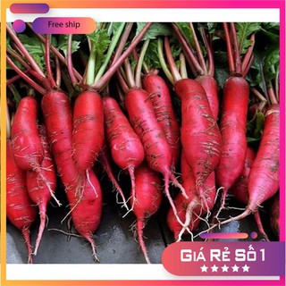Hạt giống Củ Cải Đỏ Dài (20g)