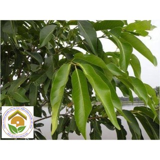 [CÂY GIỐNG] VỐI NẾP