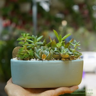 Chậu Ô Van - Chậu trồng cây để bàn, tiểu cảnh, sen đá, xương rồng