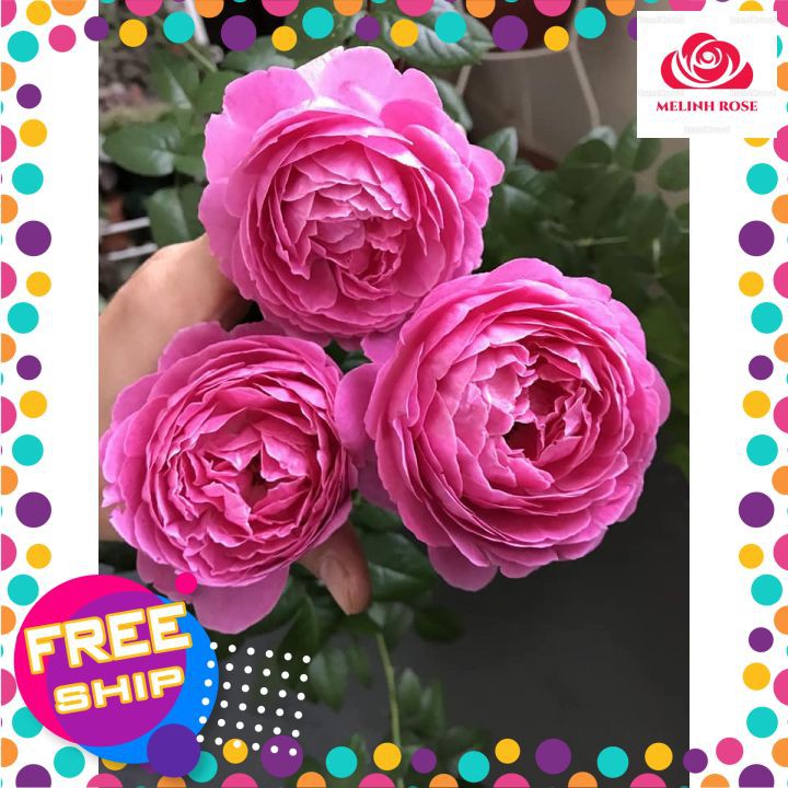 Hoa hồng ngoại For Your Home rose – Sắc hồng cánh sen đẹp hoàn mĩ, vạn người mê- Vườn Hoa Melinhrose