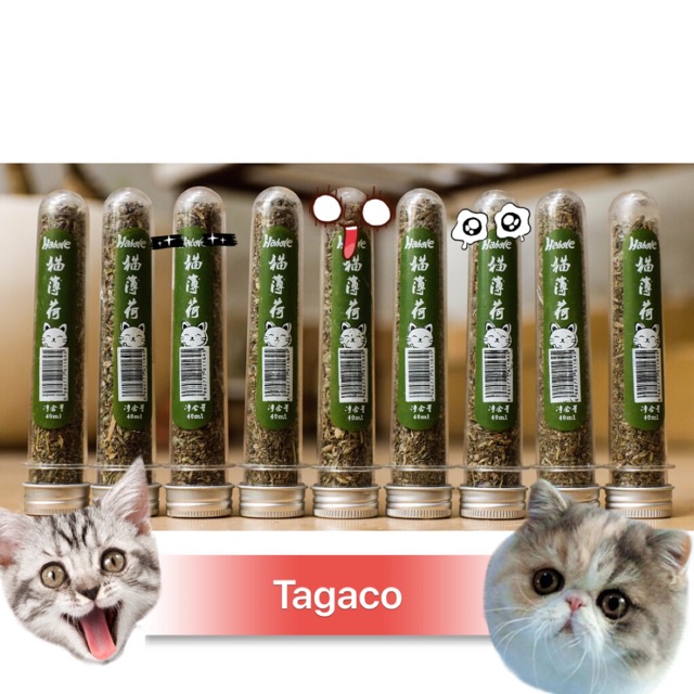 Cỏ Catnip Cỏ Bạc Hà Dạng Ống Cho Mèo