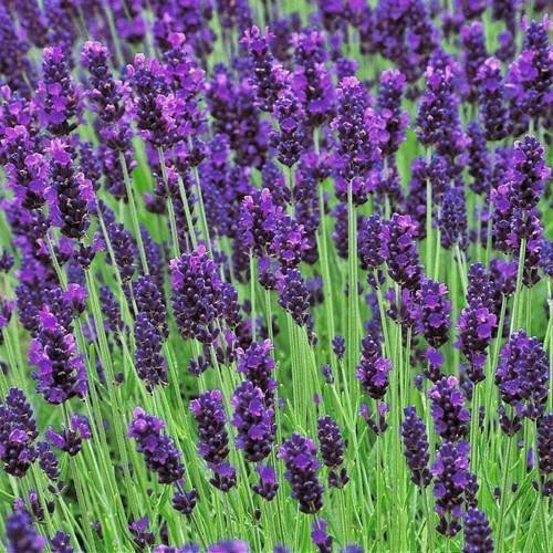 Túi Thơm Hoa Oải Hương Lavender khô khử mùi,lm thơm phòng,tủ quần áo,phòng khách,bàn học,phòng làm việc (Mầu Tím)