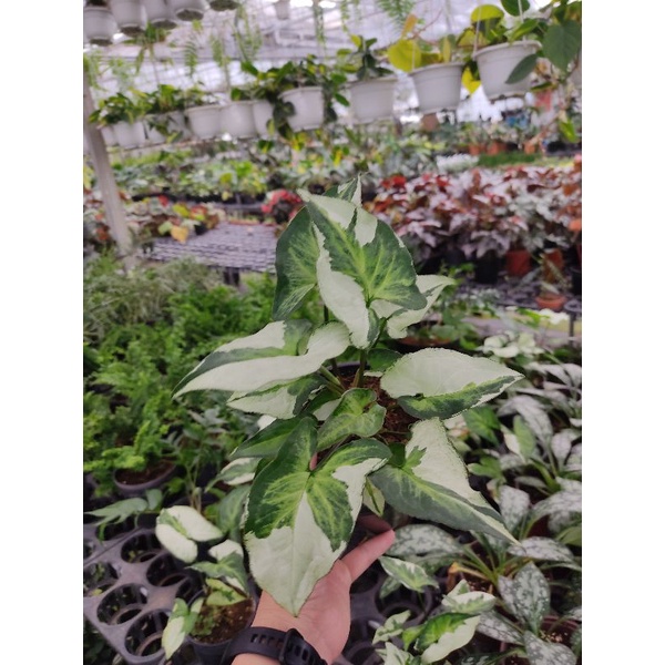Chậu cứng Syngonium three kings