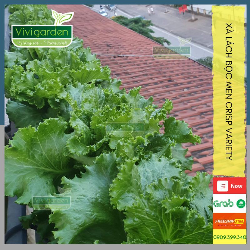 Combo hạt giống rau cải xà lách mùa hè CRISP VARIETY bọc men dễ trồng, chịu nhiệt tốt, giòn ngọt trồng quanh năm
