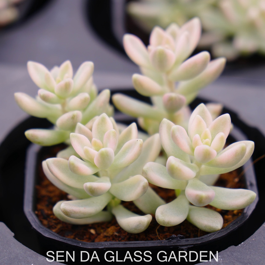 Sen đá kim tuyến var  7cm  GLASS GARDEN giống hình, khỏe, dễ trồng