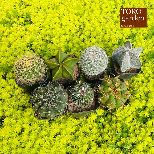 Xương rồng Đà Lạt 3 loại ngẫu nhiên size bé, cây cảnh trang trí nhà cửa Toro garden