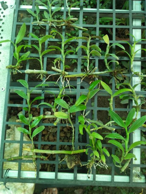 Lan phi điệp tím hòa bình