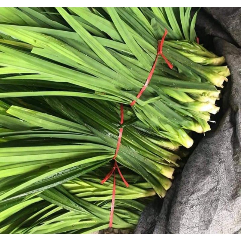 lá nếp cẩm tươi (lá dứa hương)