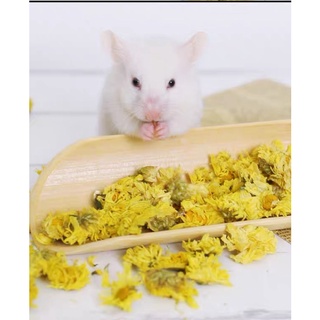hoa cúc lài sấy khô - giải nhiệt mùa nóng cho hamster/thỏ/bọ/sóc/nhím/...