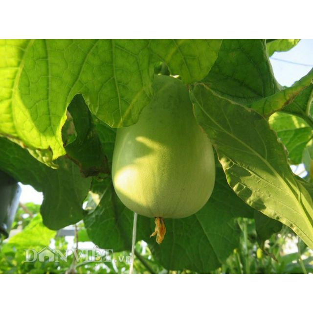 hạt giống bầu tròn- gói 10 hạt. Giống F1