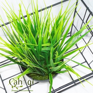 Cây Giả - Chậu Cây Lúa Non Để Bàn