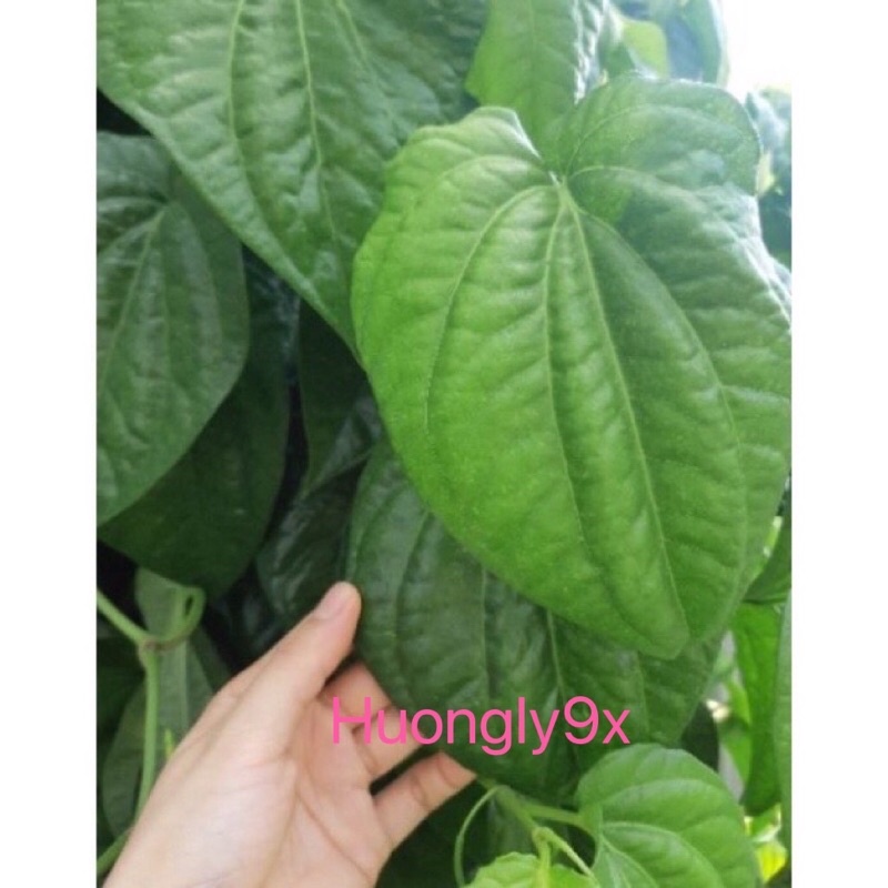 Lá trầu không tươi nhà trồng- Ship hoả tốc Hà Nội