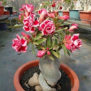 Sứ thái kép cây sắp hoa