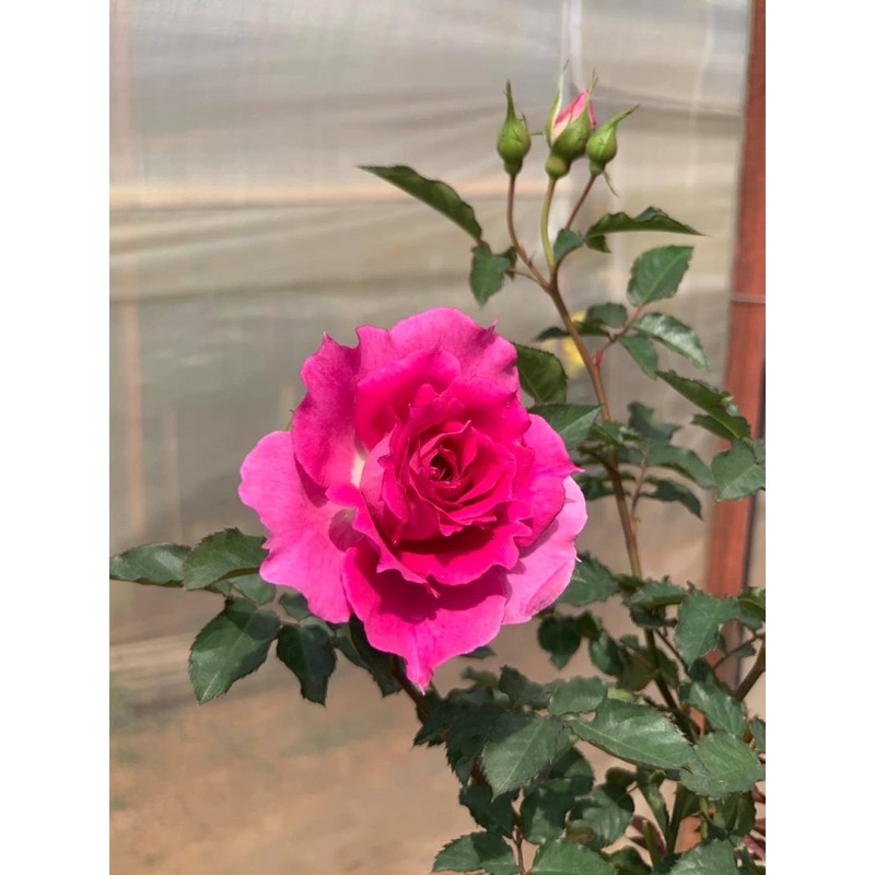 Hoa hồng ngoại Sheherazad - cây nguyên chậu