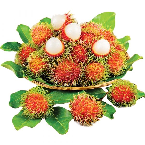 Cây giống chôm chôm thái_cây ghép nhanh cho trái cao 80cm_chuẩn giống